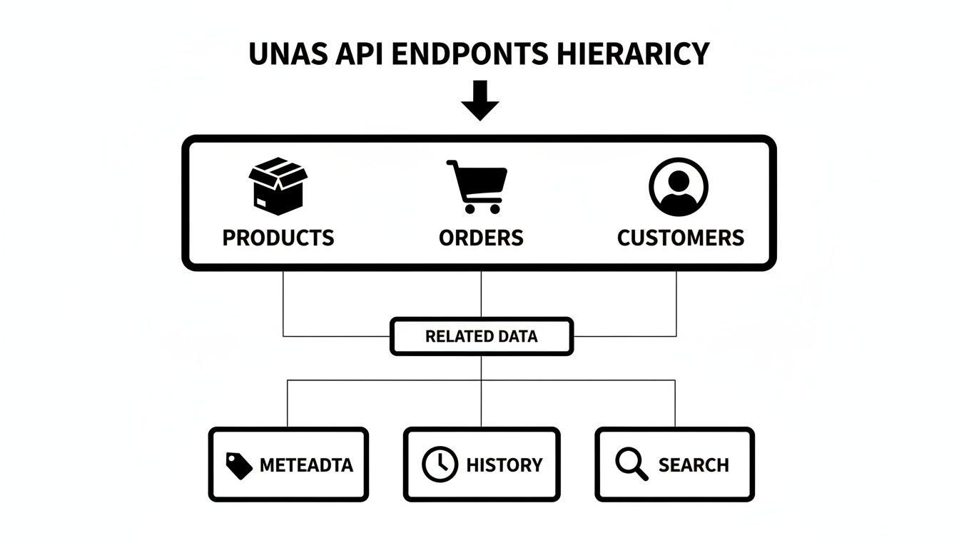 UNAS API endpoints hierarchy diagram showing products, orders, and customers linked to related data.