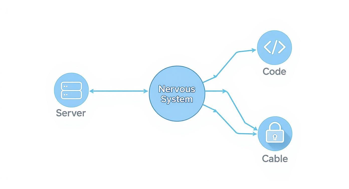 Flow diagram showing a server linking to a nervous system, which outputs to code and cable.