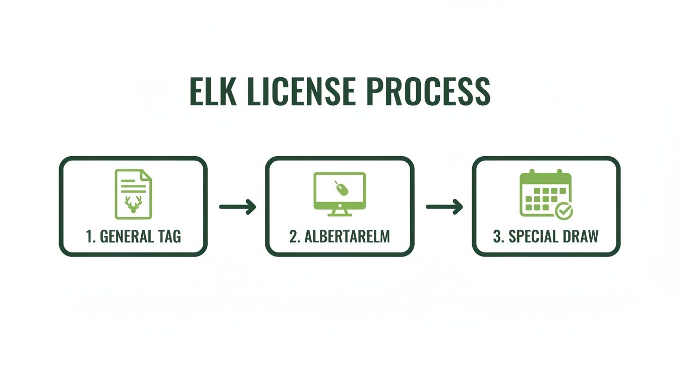 Flowchart illustrating the three-step elk license application process: General Tag, Albertarelm, Special Draw.