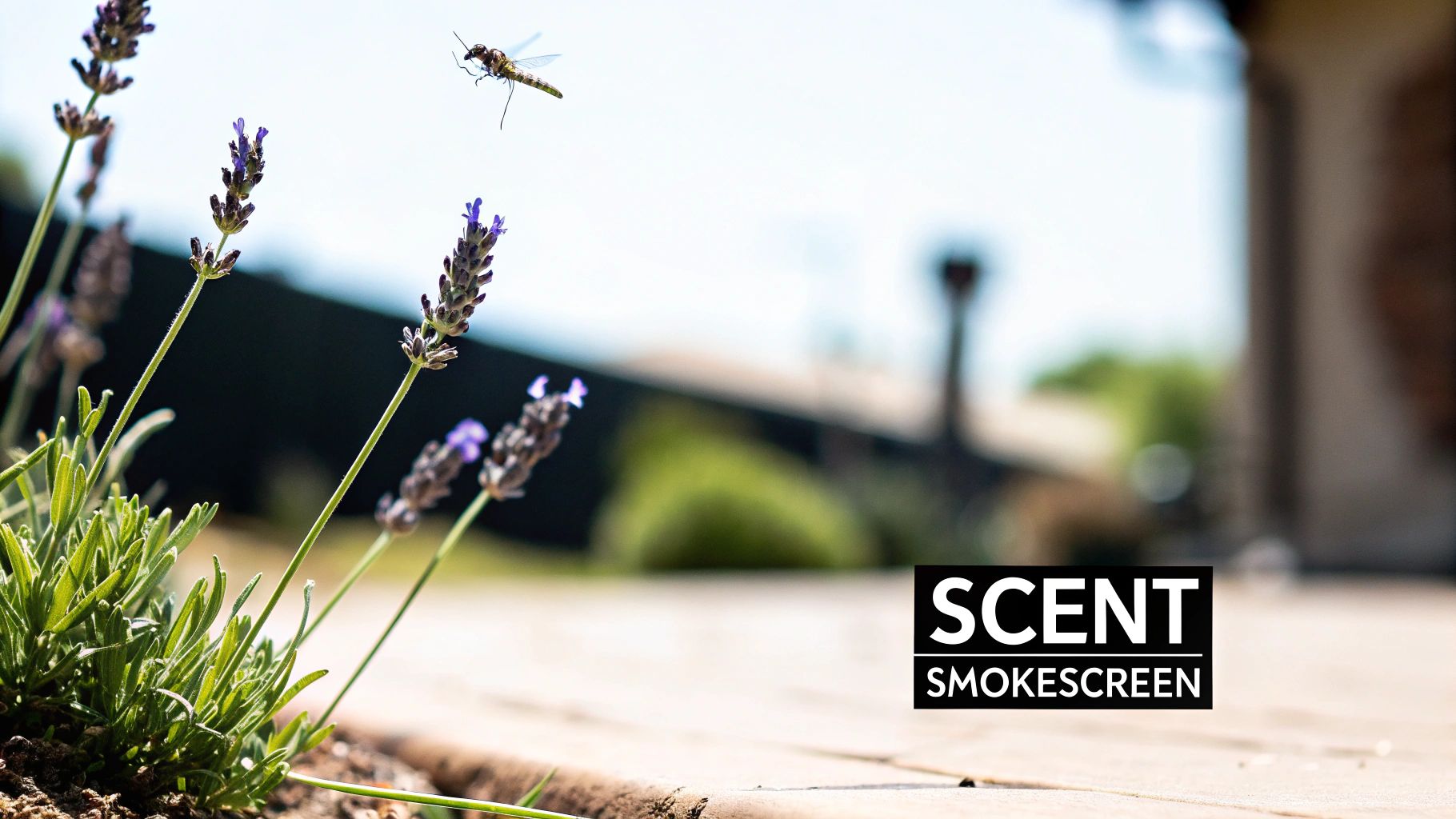 A mosquito-like insect flies near fragrant purple lavender flowers in a sunny outdoor setting.