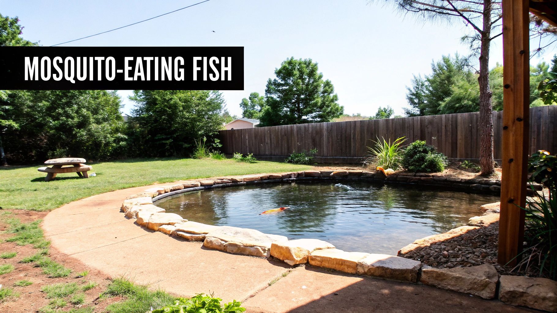 A backyard pond with 'Mosquito-Eating Fish' text, a stone picnic table, and lush green landscaping.