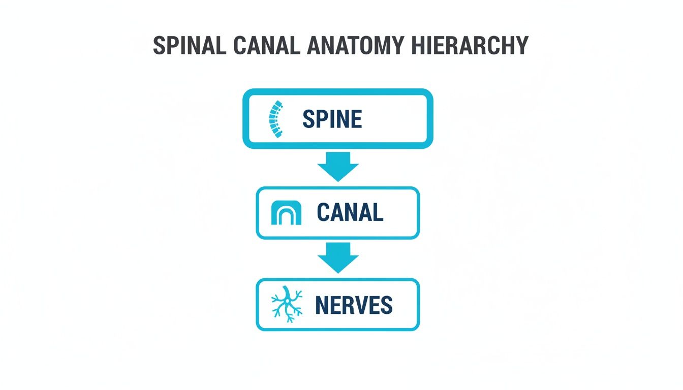 Diagram illustrating the spinal canal anatomy hierarchy, showing spine, canal, and nerves in a hierarchical flow.