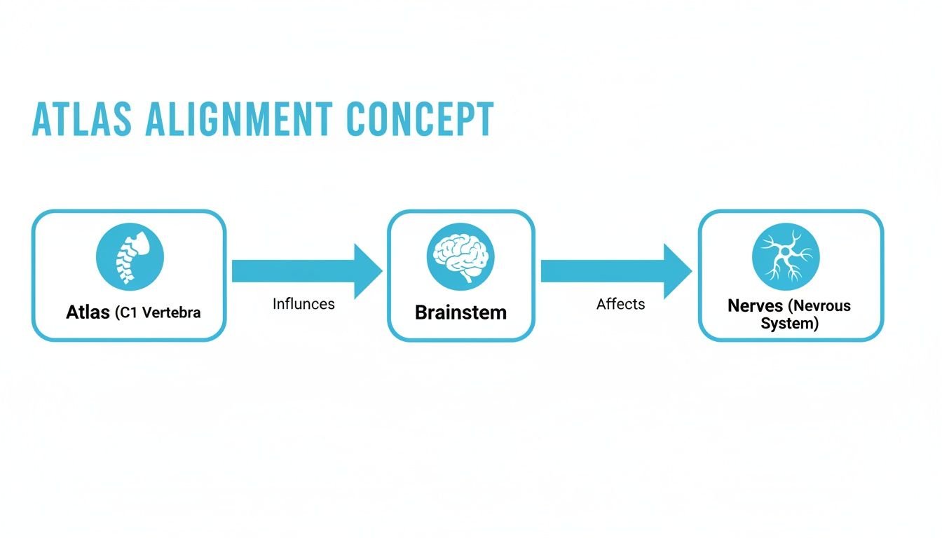 Diagram illustrating the Atlas alignment concept, showing its influence on the brainstem and nervous system.