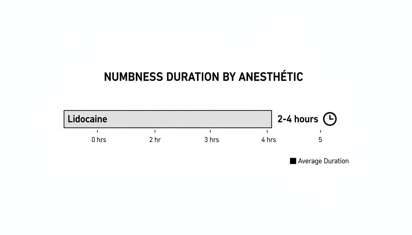 Charles E. Boren | Dentist in Bellaire, TX: How Long Does Numbing Last After Tooth Extraction? Bar chart illustrating Lidocaine anesthetic's numbness duration of 2-4 hours for average relief.