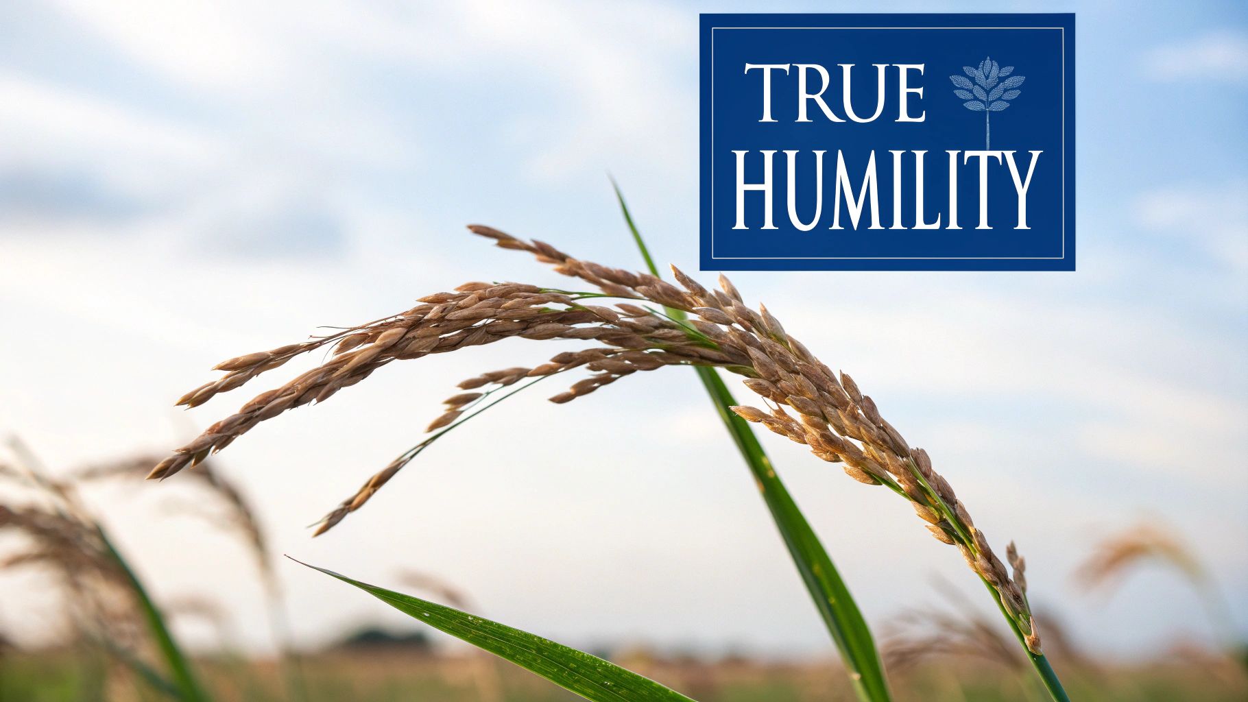 벼는 익을수록 고개를 숙인다 (The Fuller the Rice, the Lower It Bows)