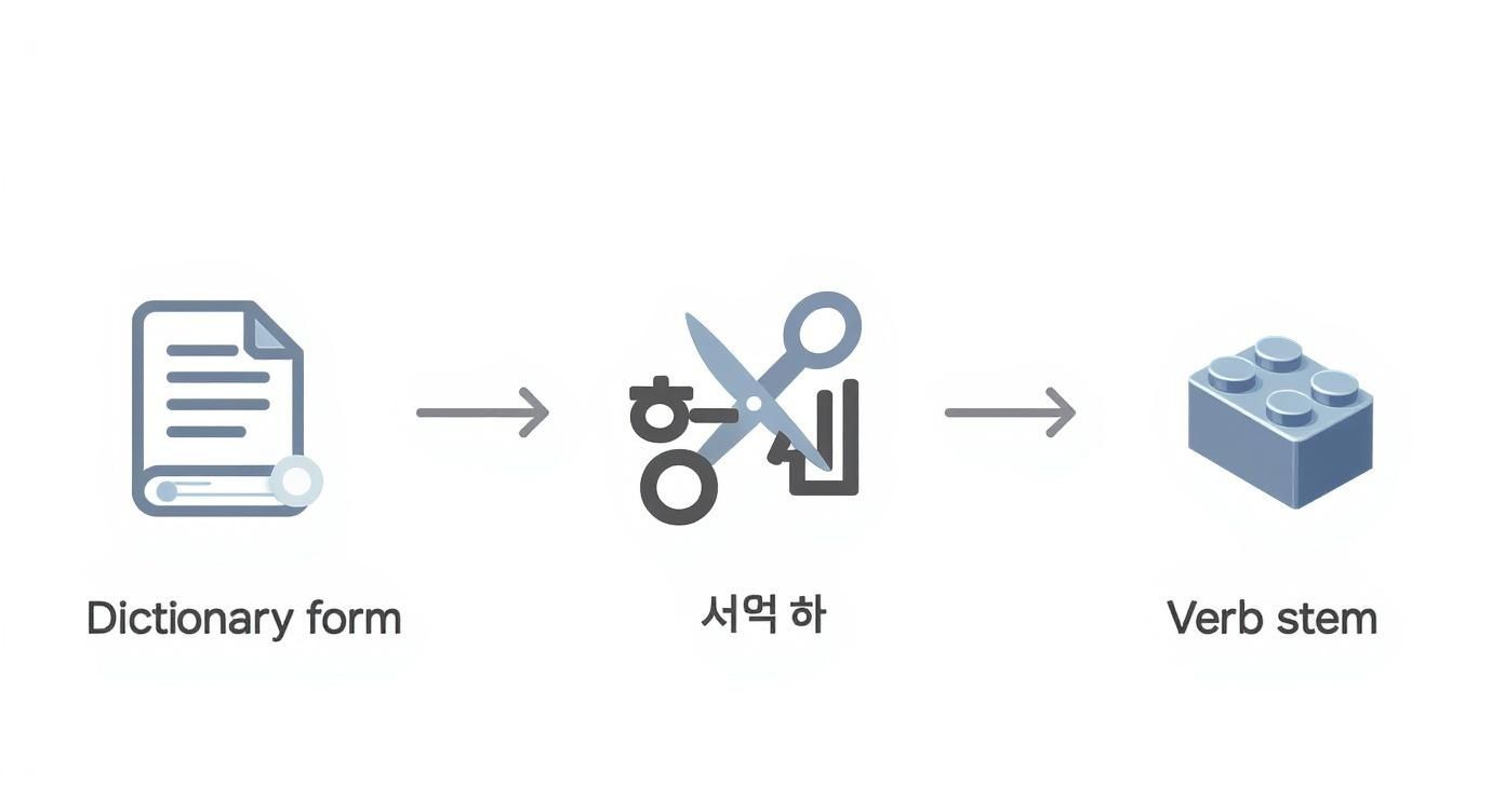 Diagram showing Korean verb conjugation process from dictionary form through verb stem