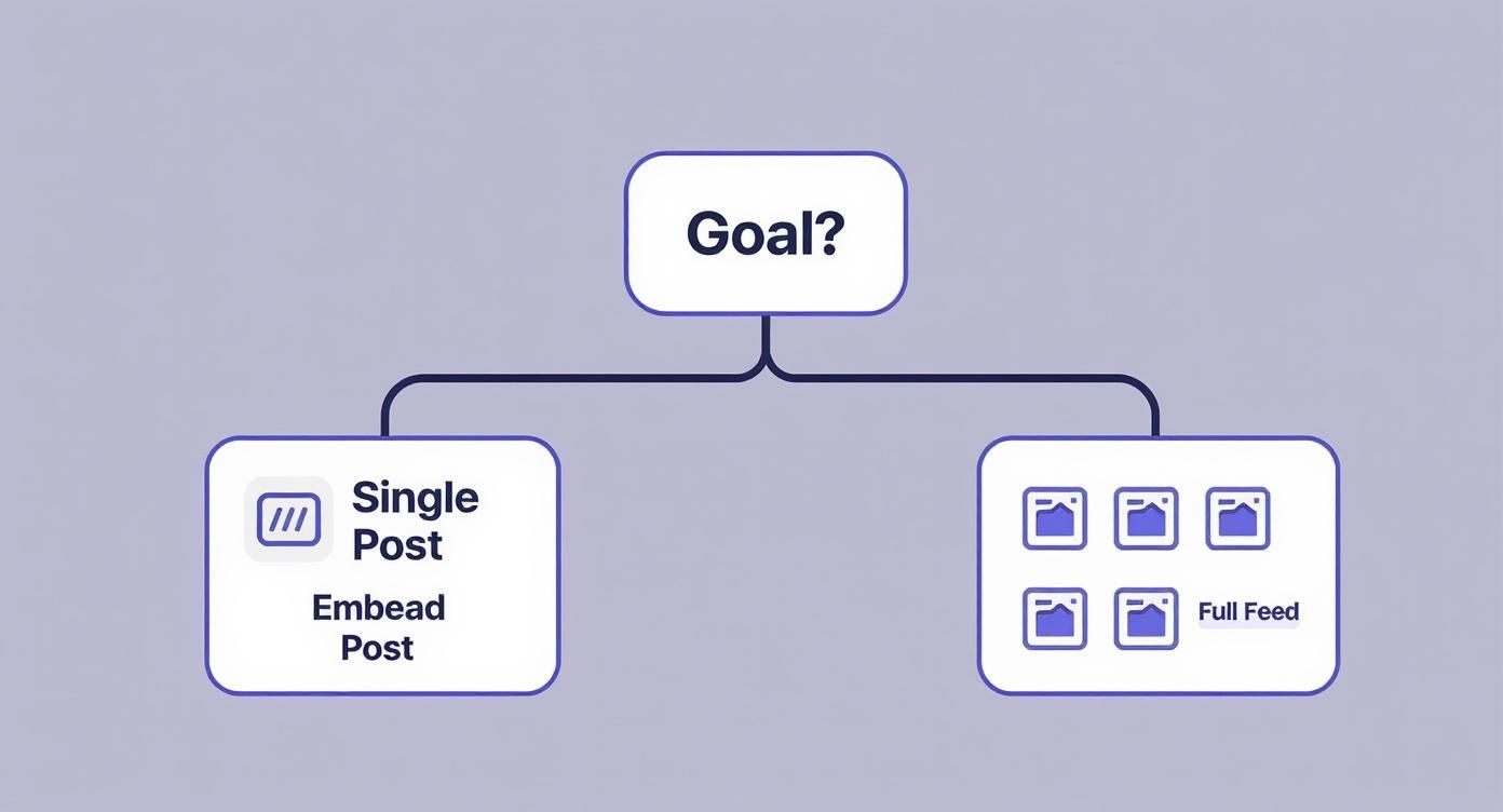 Infographic about embed on instagram