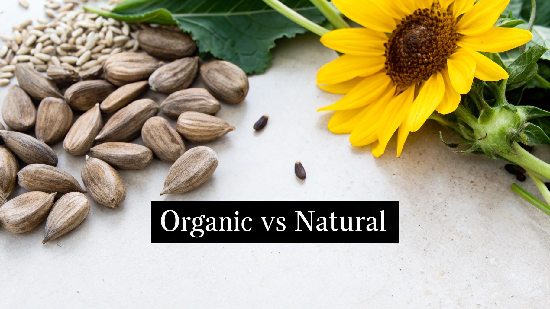A close-up of sunflower seeds, a sunflower, and text 'Organic vs Natural' on a light surface.