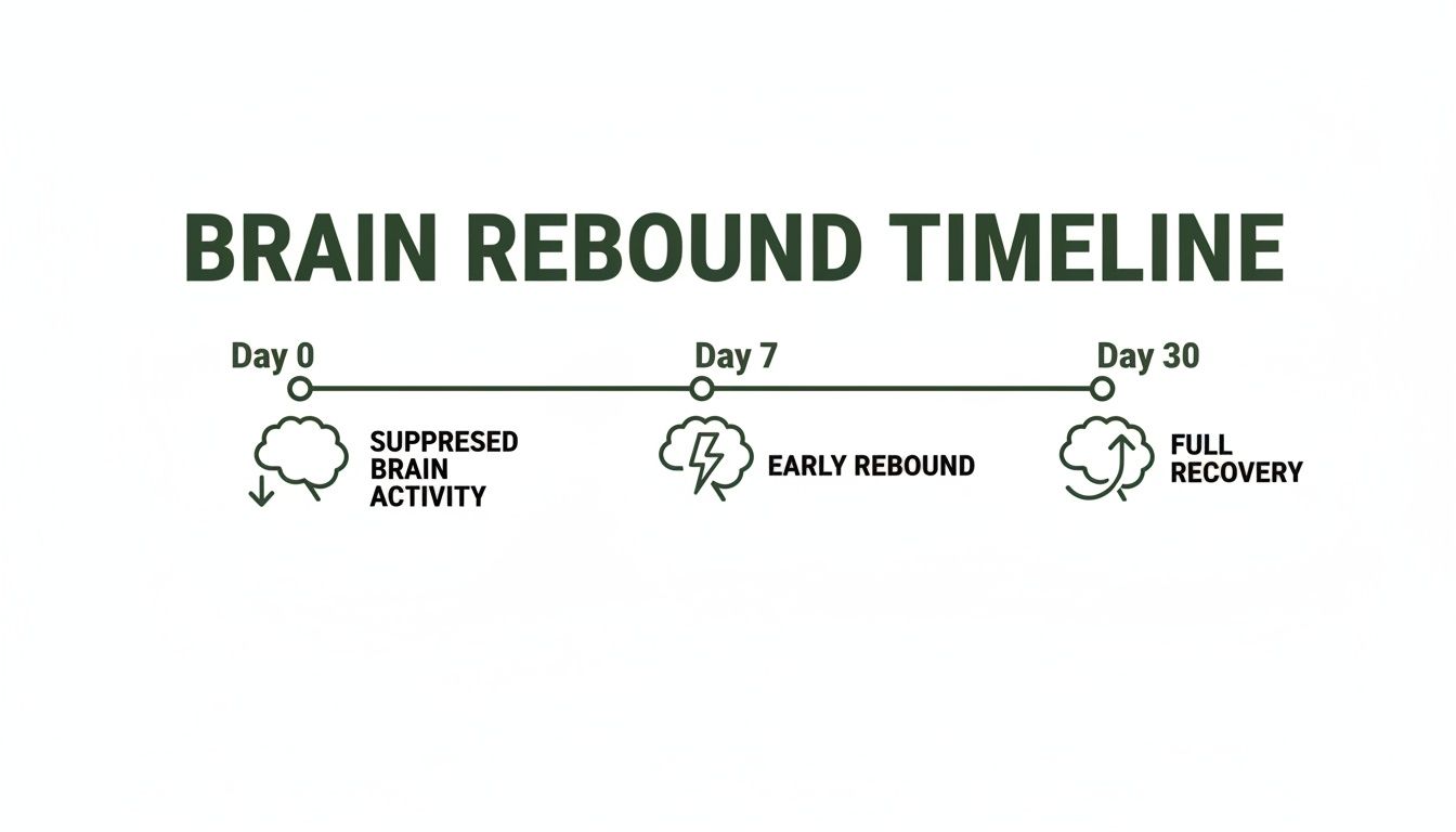 A timeline depicting brain recovery stages: suppressed activity (Day 0), early rebound (Day 7), and full recovery (Day 30).