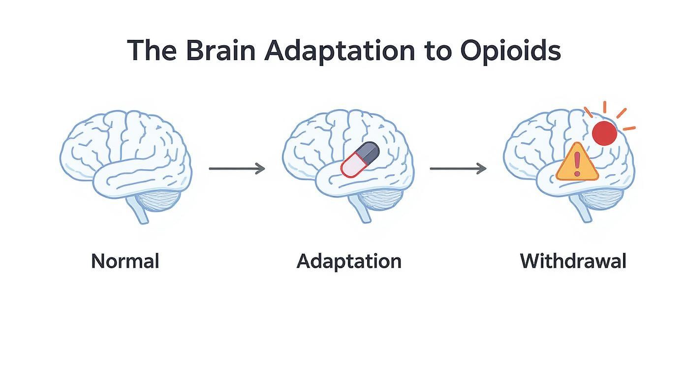 Infographic about what are the symptoms of opioid withdrawal