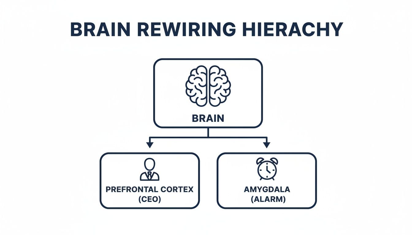 Diagram showing the Brain Rewiring Hierarchy with Brain at the top, leading to Prefrontal Cortex (CEO) and Amygdala (Alarm).