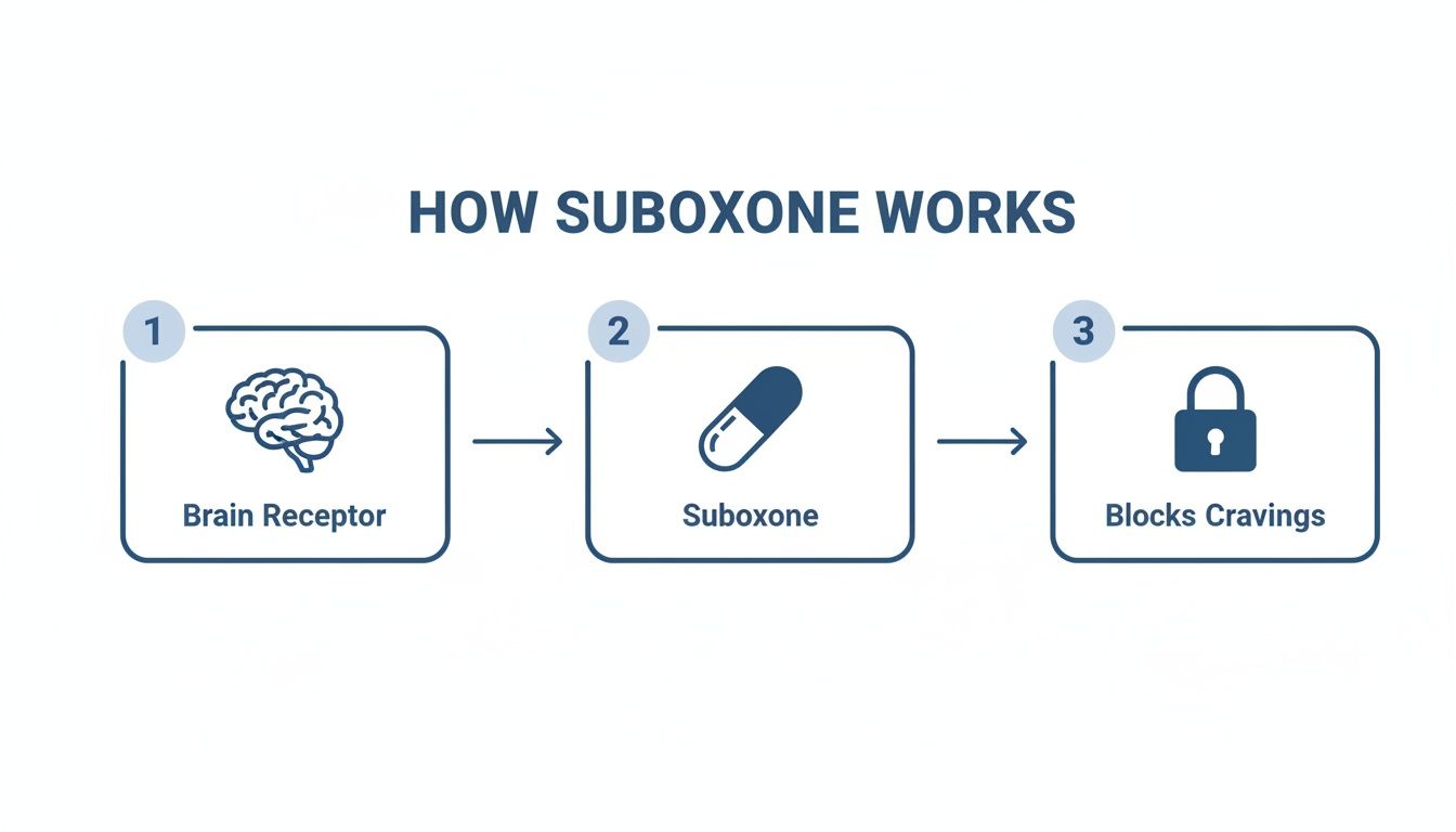 Diagram illustrating how Suboxone works: Suboxone interacts with brain receptors to block cravings.