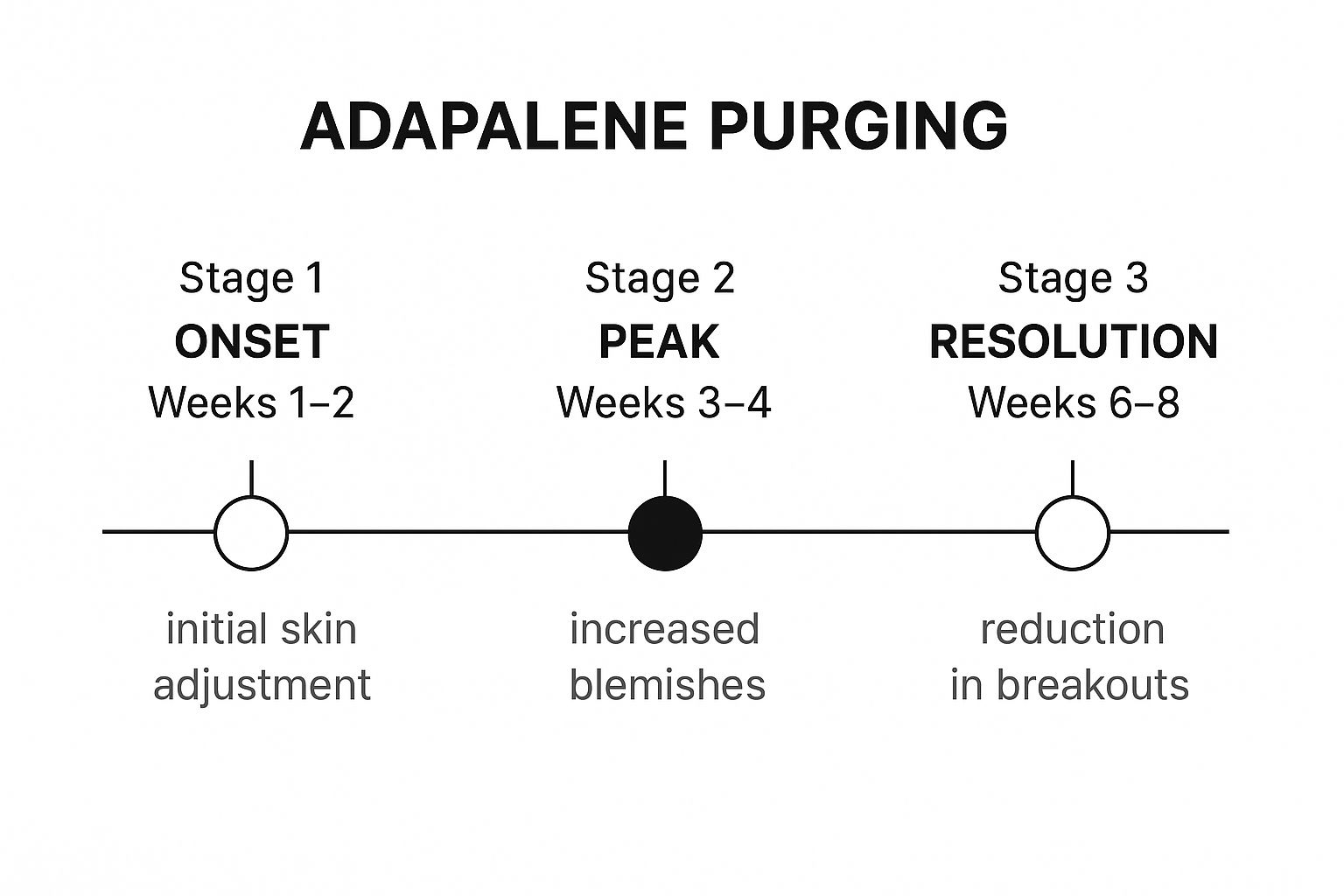 Infographic timeline illustrating the three stages of adapalene purging from onset in weeks 1-2, to peak in weeks 3-4, and resolution in weeks 6-8.