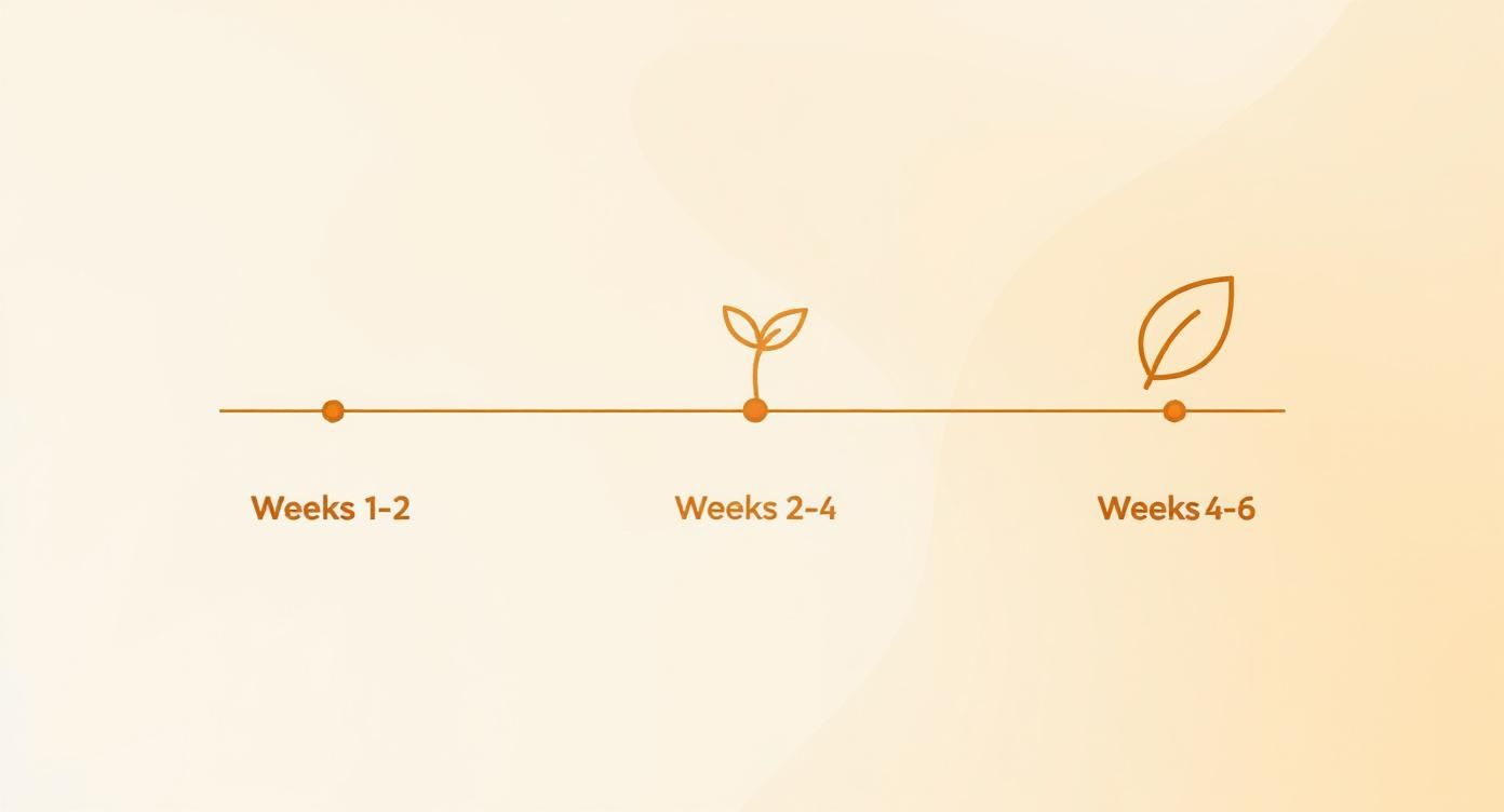 Timeline infographic showing three growth stages of retinol skin purge over six weeks progression