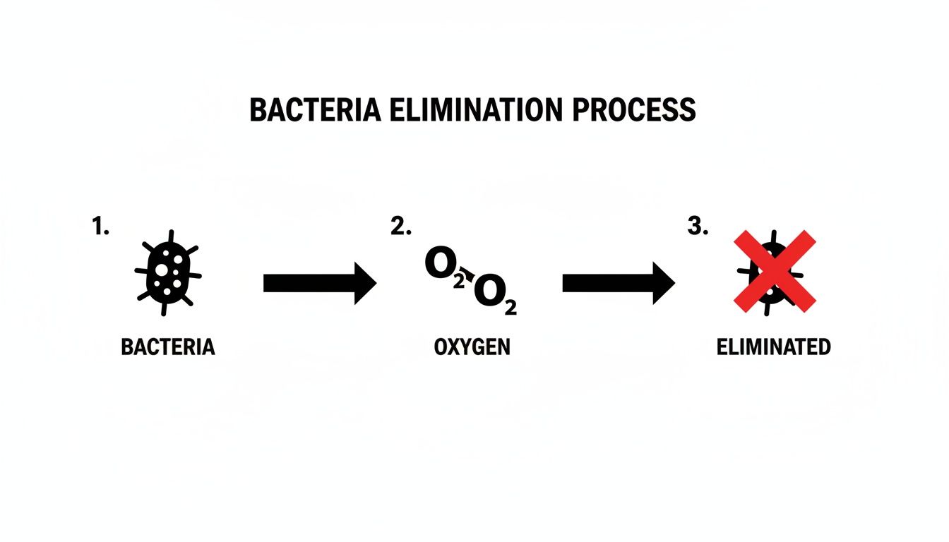 A diagram illustrates bacteria elimination using oxygen, showing bacteria, then oxygen, and finally eliminated bacteria.