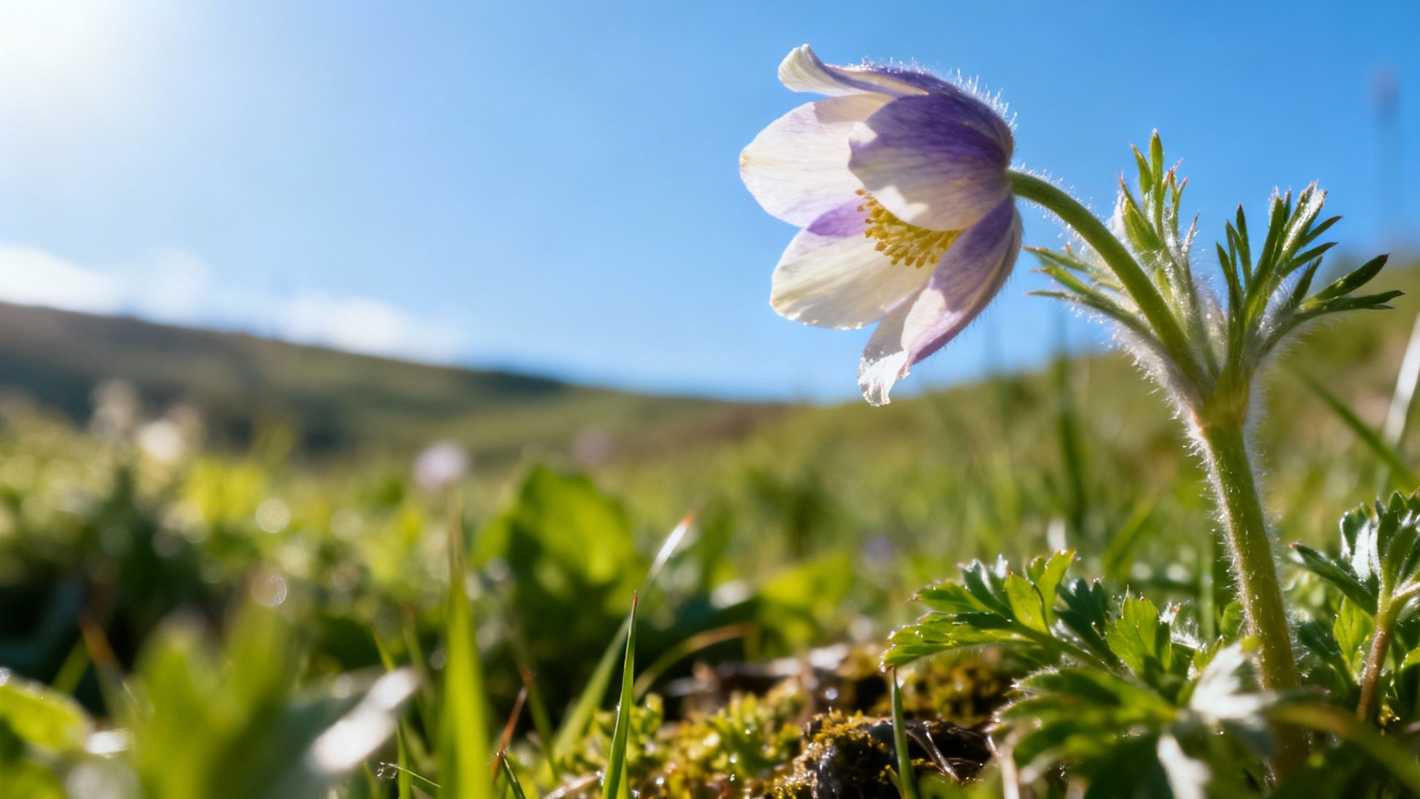 Primer plano de una flor silvestre blanca y morada con tallo peludo en un campo verde bajo un cielo azul brillante y soleado.