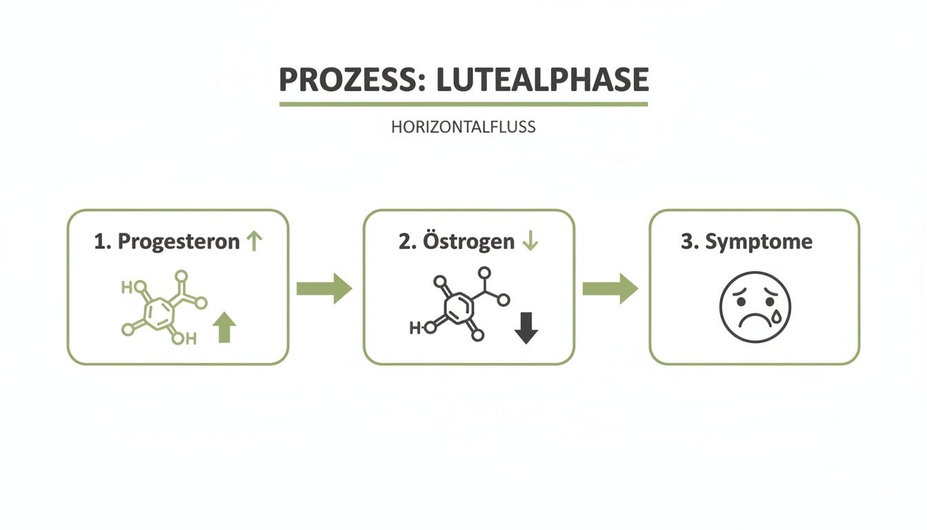 Infografik zum Prozess der Lutealphase: Anstieg von Progesteron, Abfall von Östrogen und resultierende Symptome.