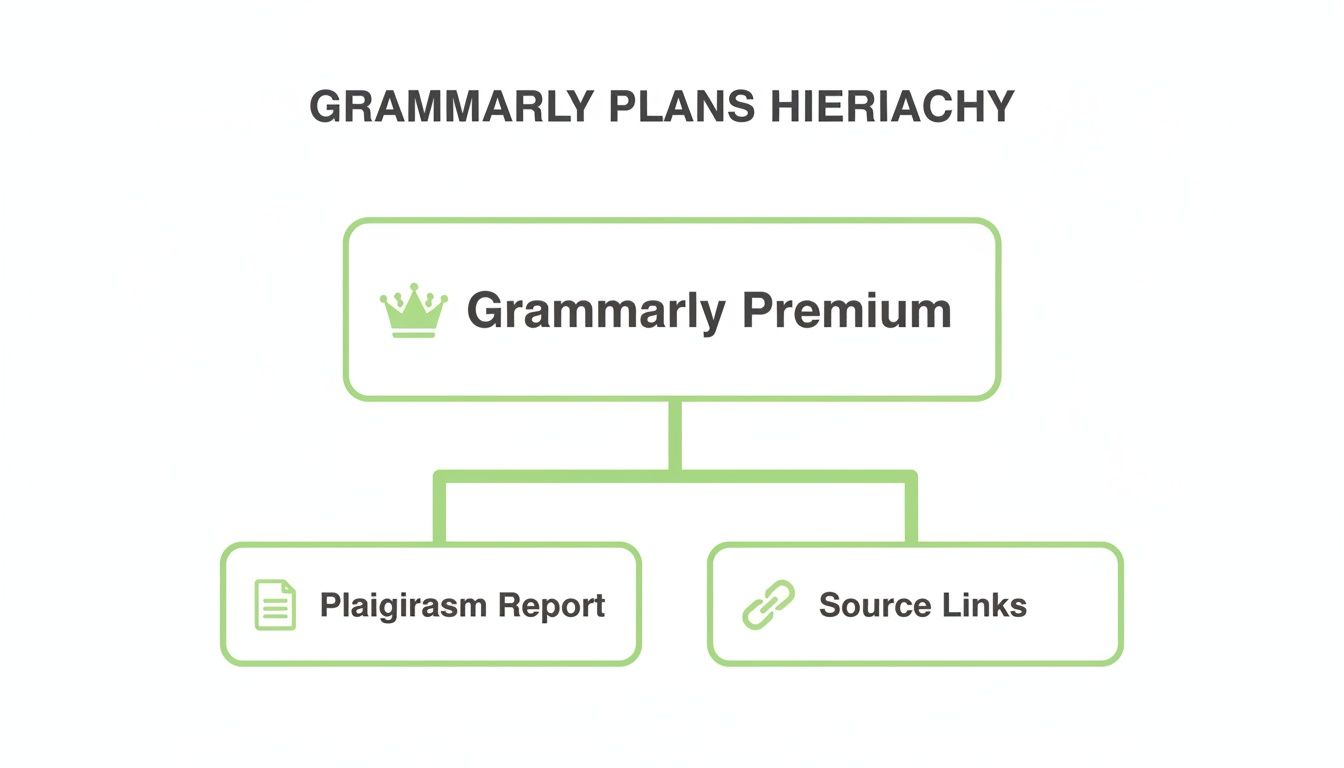 A diagram showing Grammarly Plans Hieriachy, with Grammarly Premium leading to Plaigirasm Report and Source Links.