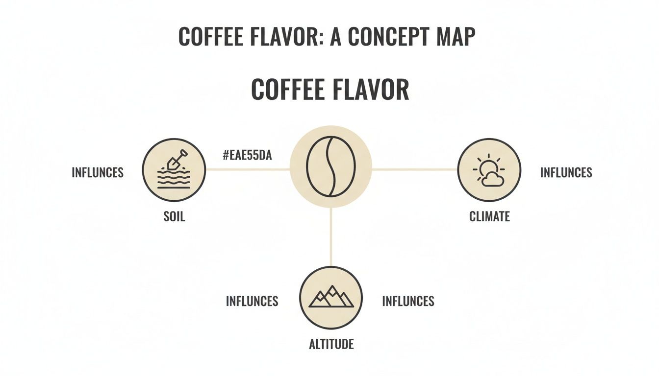 A concept map illustrating coffee flavor influenced by soil, climate, and altitude factors.