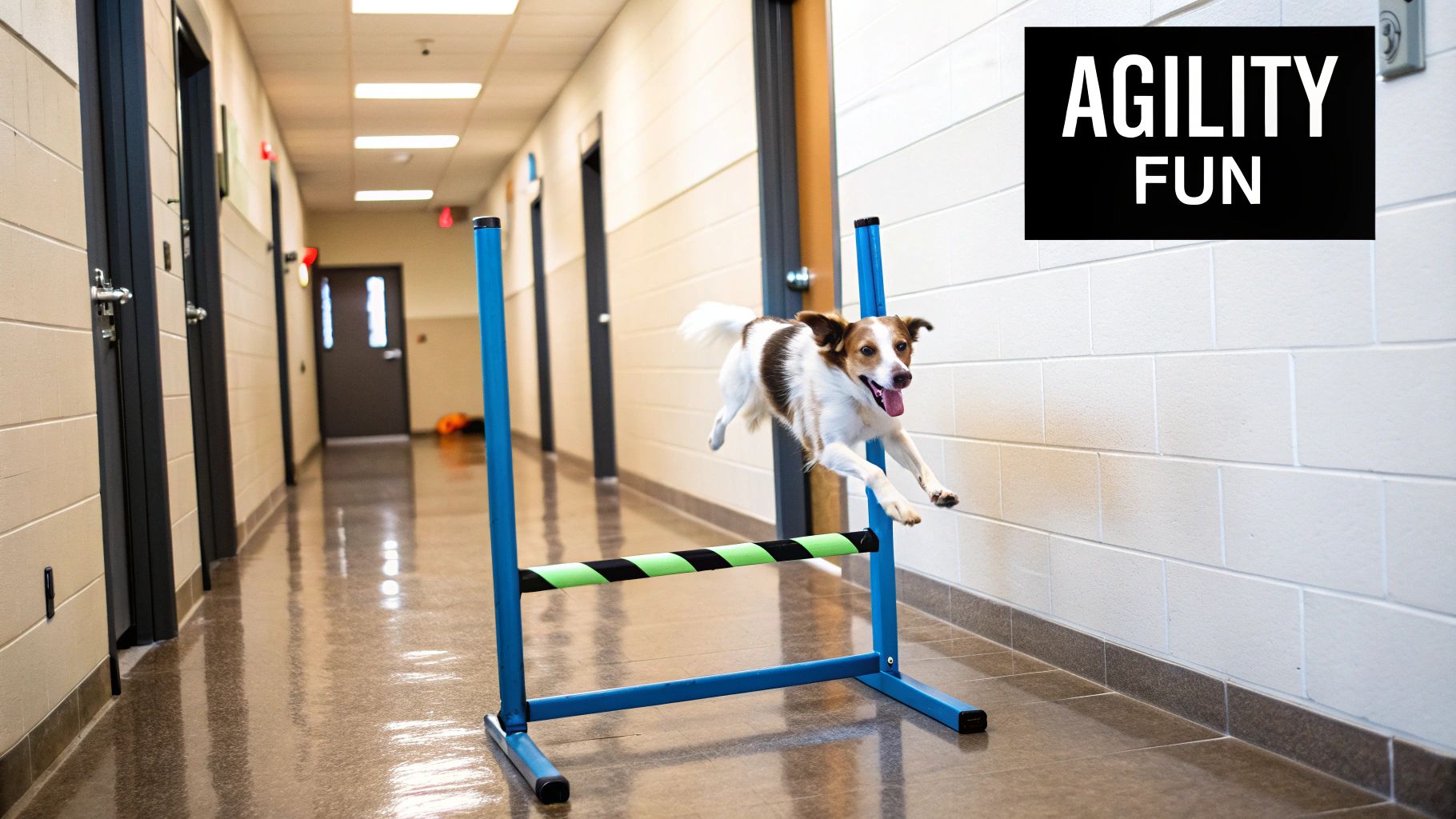 Indoor Agility Course