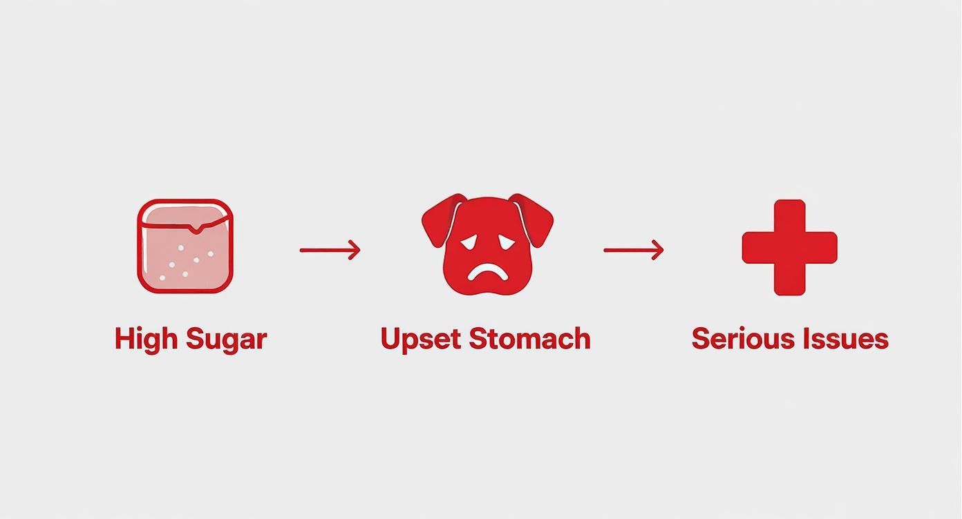 Infographic showing the process flow of risks from dates for dogs, starting with High Sugar, leading to Upset Stomach, and then to Serious Issues.
