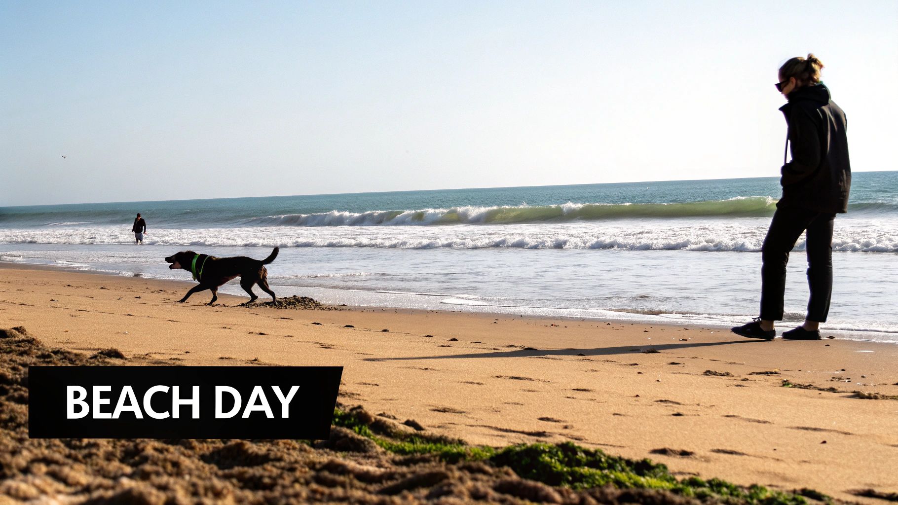 Dog-Friendly Beaches