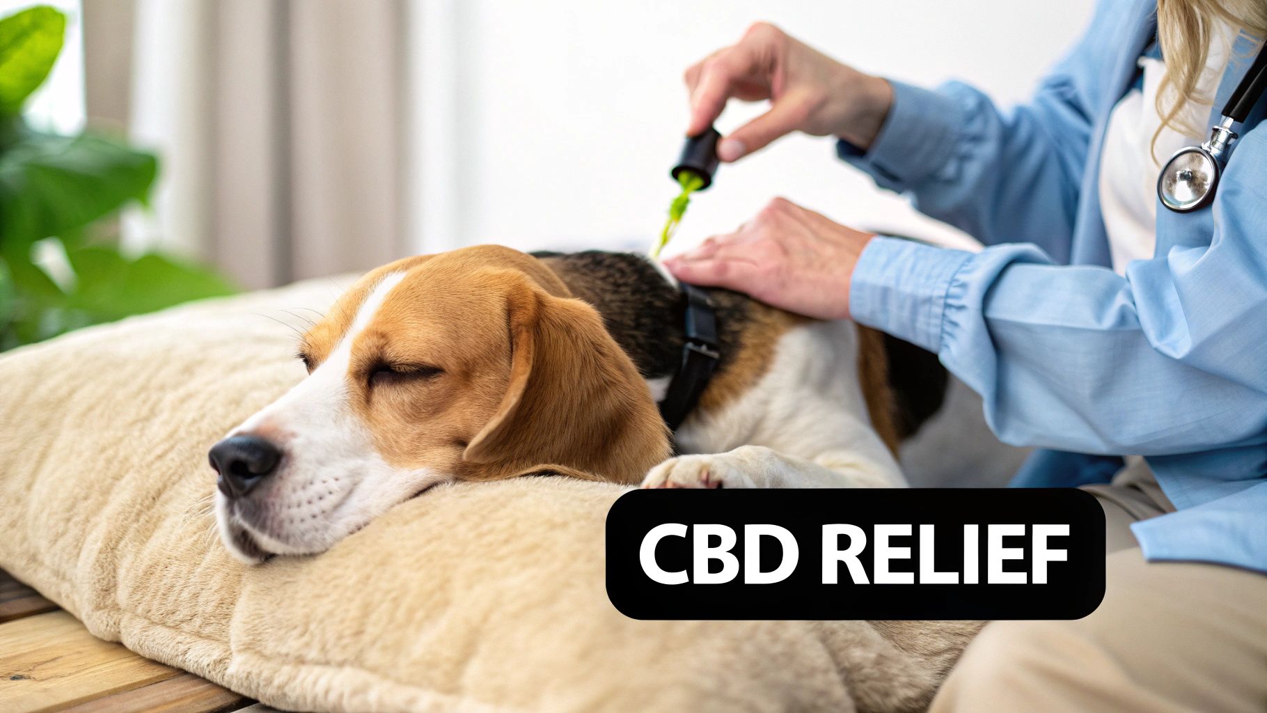 CBD Oil (Cannabidiol)