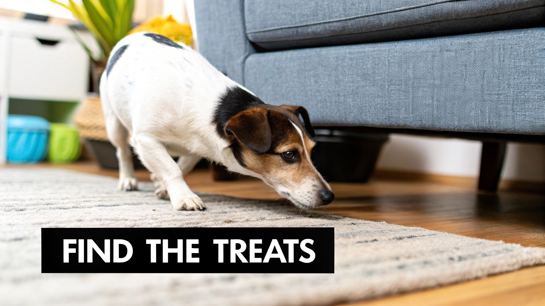 Hide and Seek Treats