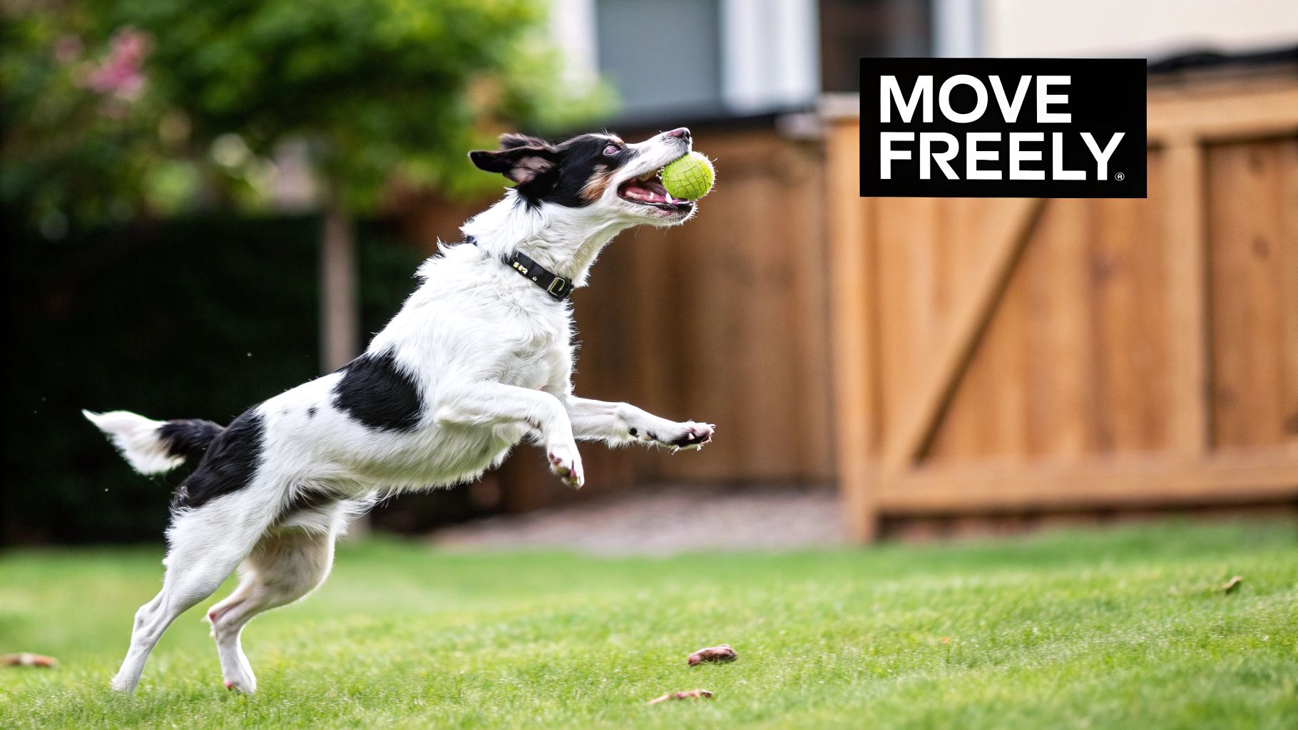 A happy brown dog running through a green field with a red ball in its mouth