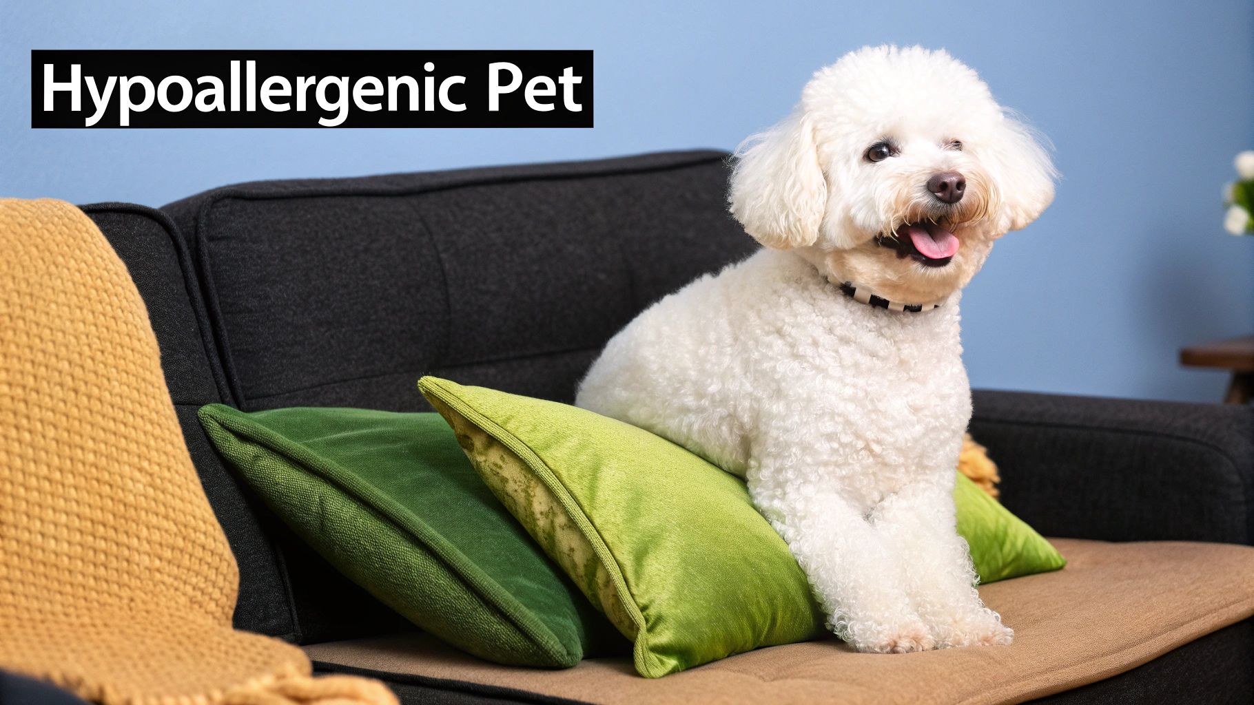 Bichon Frise