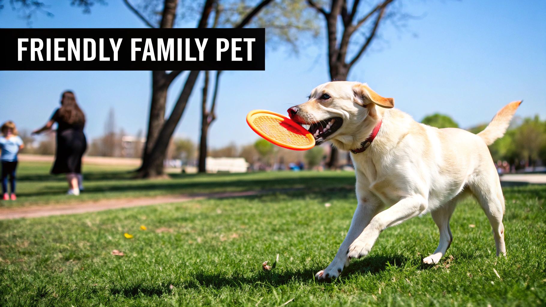 Labrador Retriever