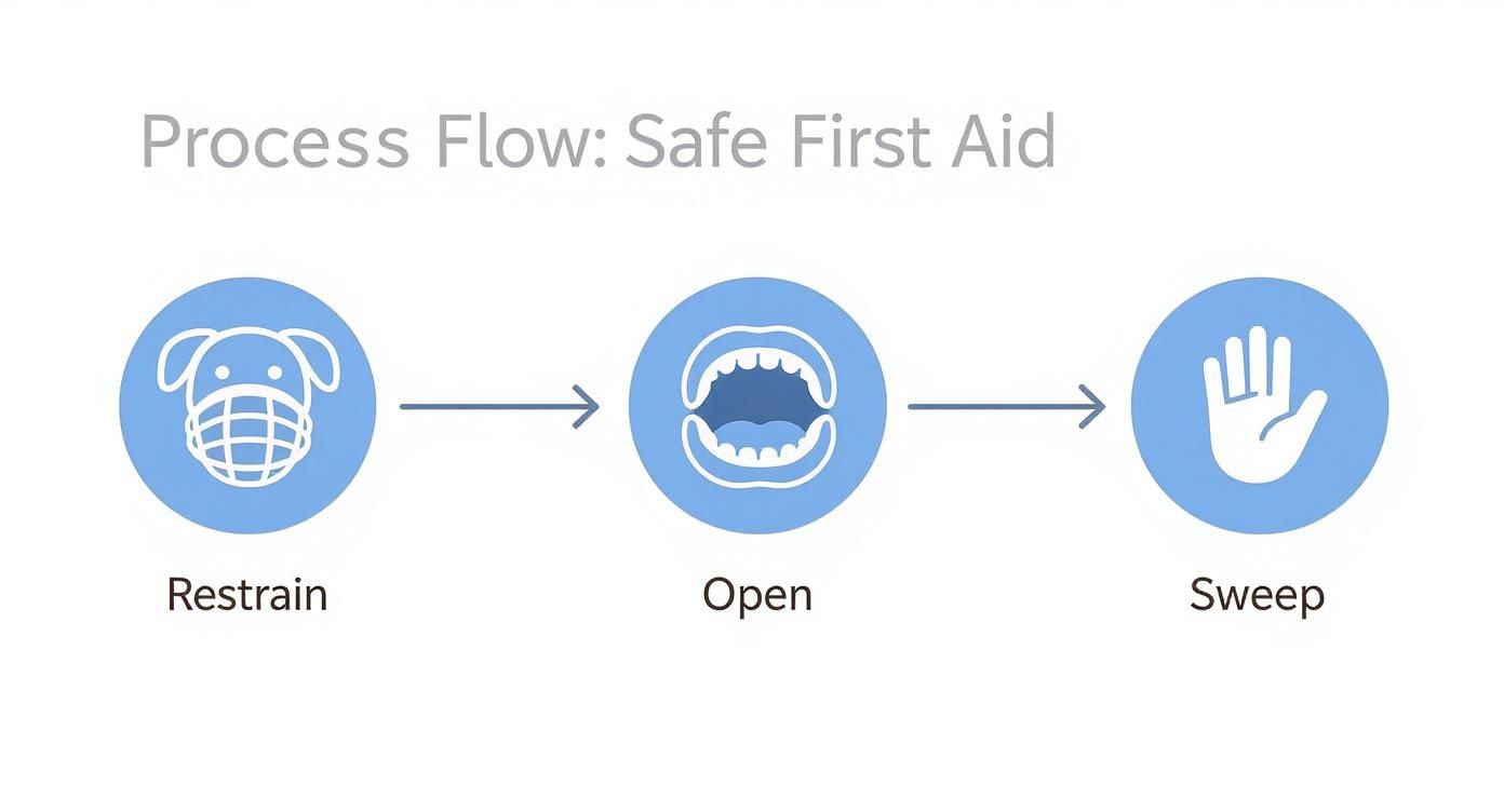 Infographic about how to help a choking dog
