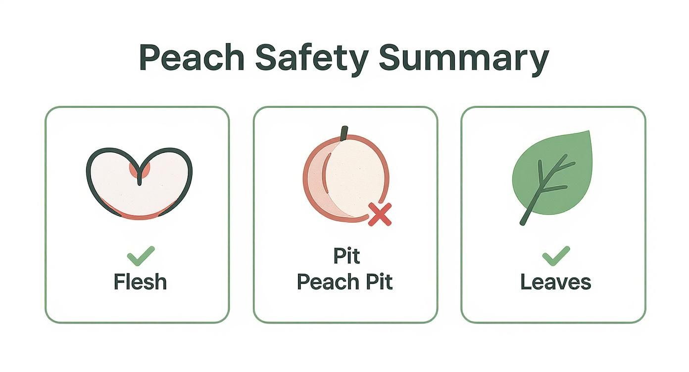 Infographic showing that peach flesh is safe for dogs, while the pit and leaves are not.
