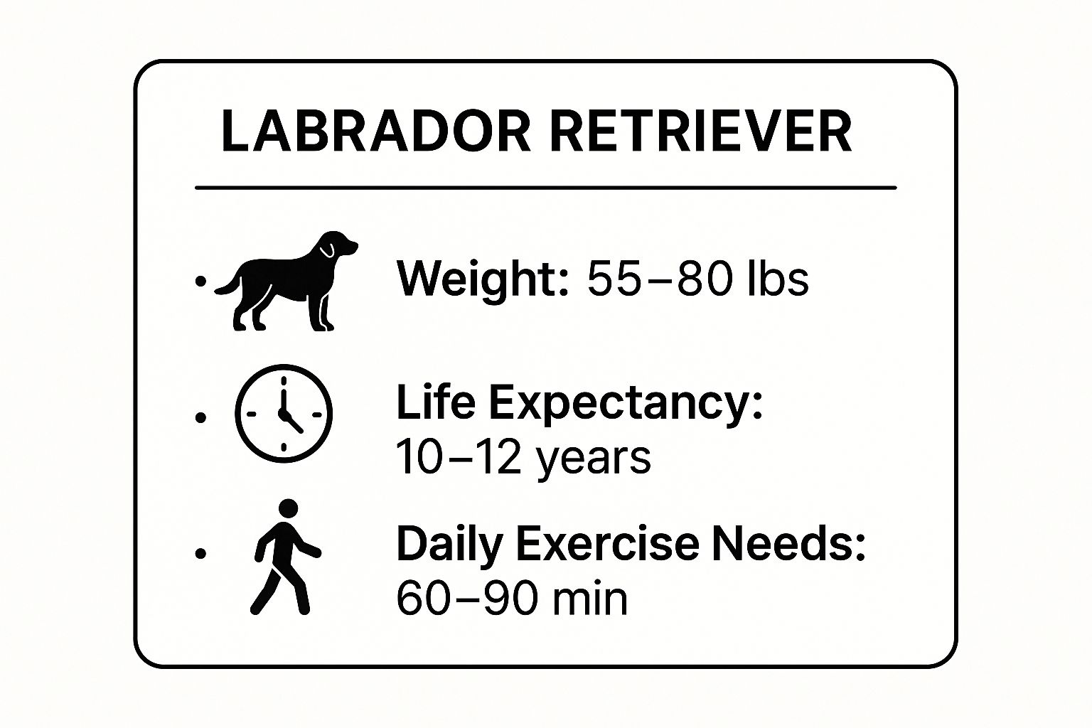 Infographic showing key data about Labrador Retriever