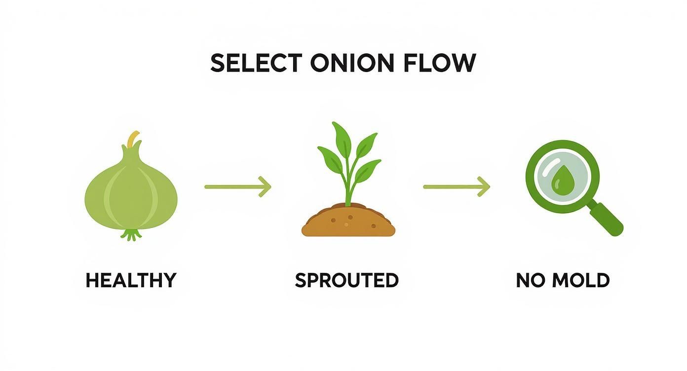 An infographic showing the process flow for selecting healthy onion bulbs, with icons for 'Healthy,' 'Sprouted,' and 'No Mold.' The style is flat, using green and brown colours against a white background.