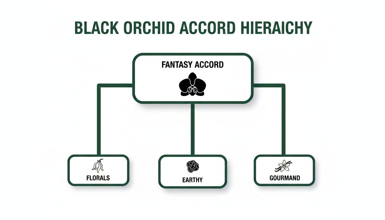A hierarchy diagram for Black Orchid Accord, showing Fantasy Accord leading to Florals, Earthy, and Gourmand notes.