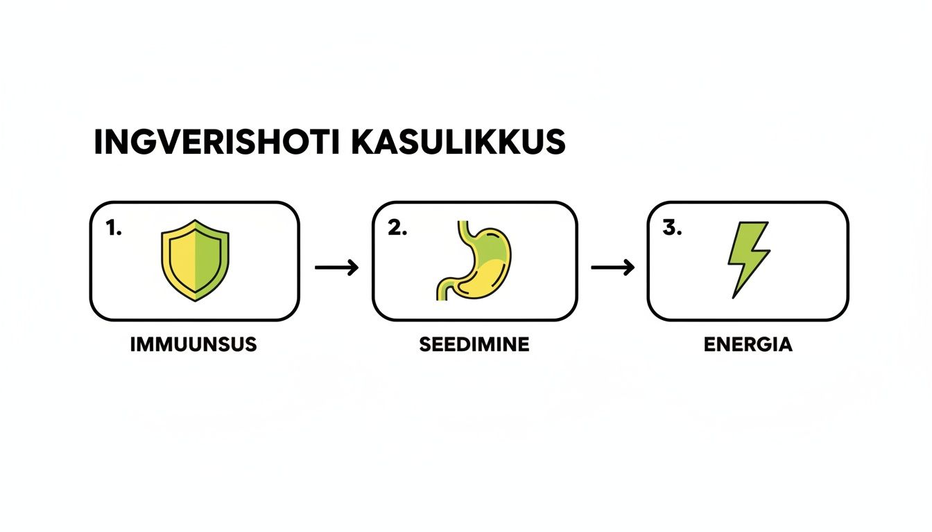 Ingverishoti kasulikkus: toetab immuunsust, parandab seedimist ja annab energiat.