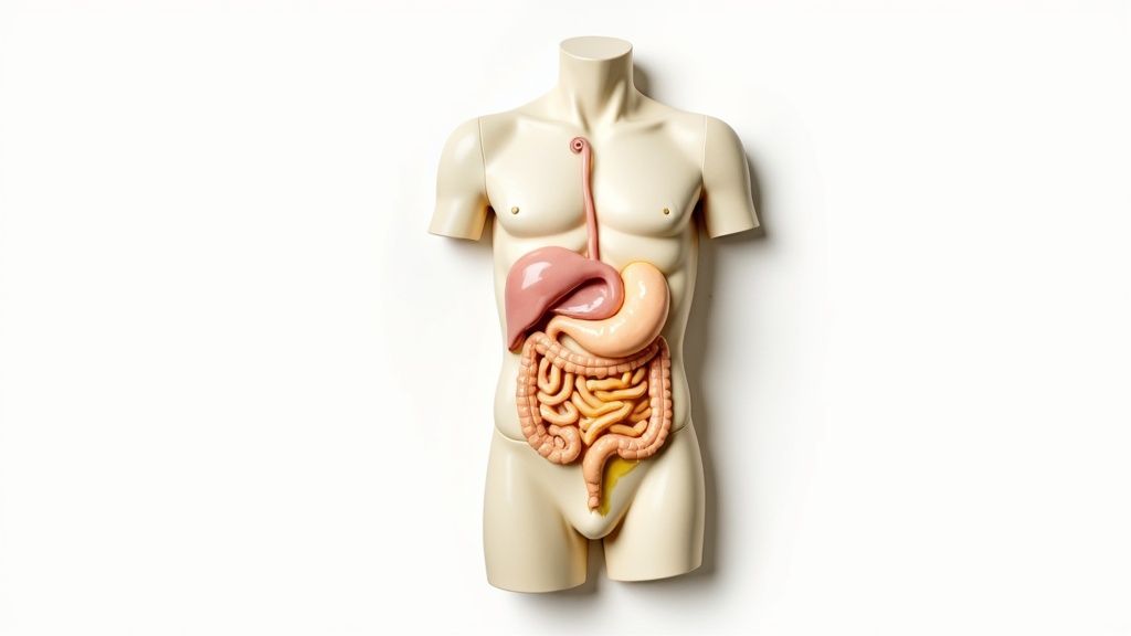 Ihmisen ruoansulatusjärjestelmän malli: maksa, mahalaukku, suolisto ja keltainen uloste valkoisella taustalla.