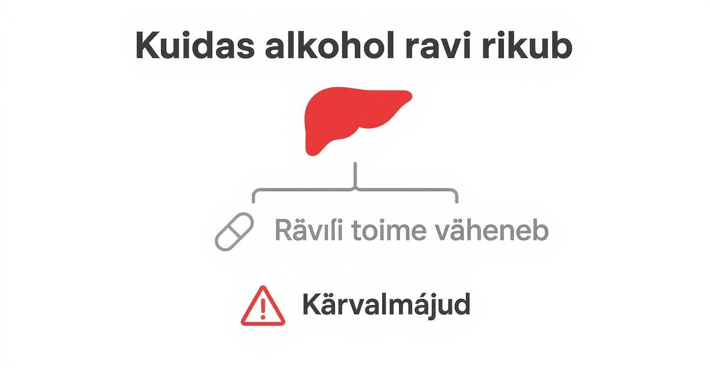 Infograafik selgitab, kuidas alkohol maksale mõjudes vähendab ravimite toimet ja põhjustab kõrvalmõjusid.
