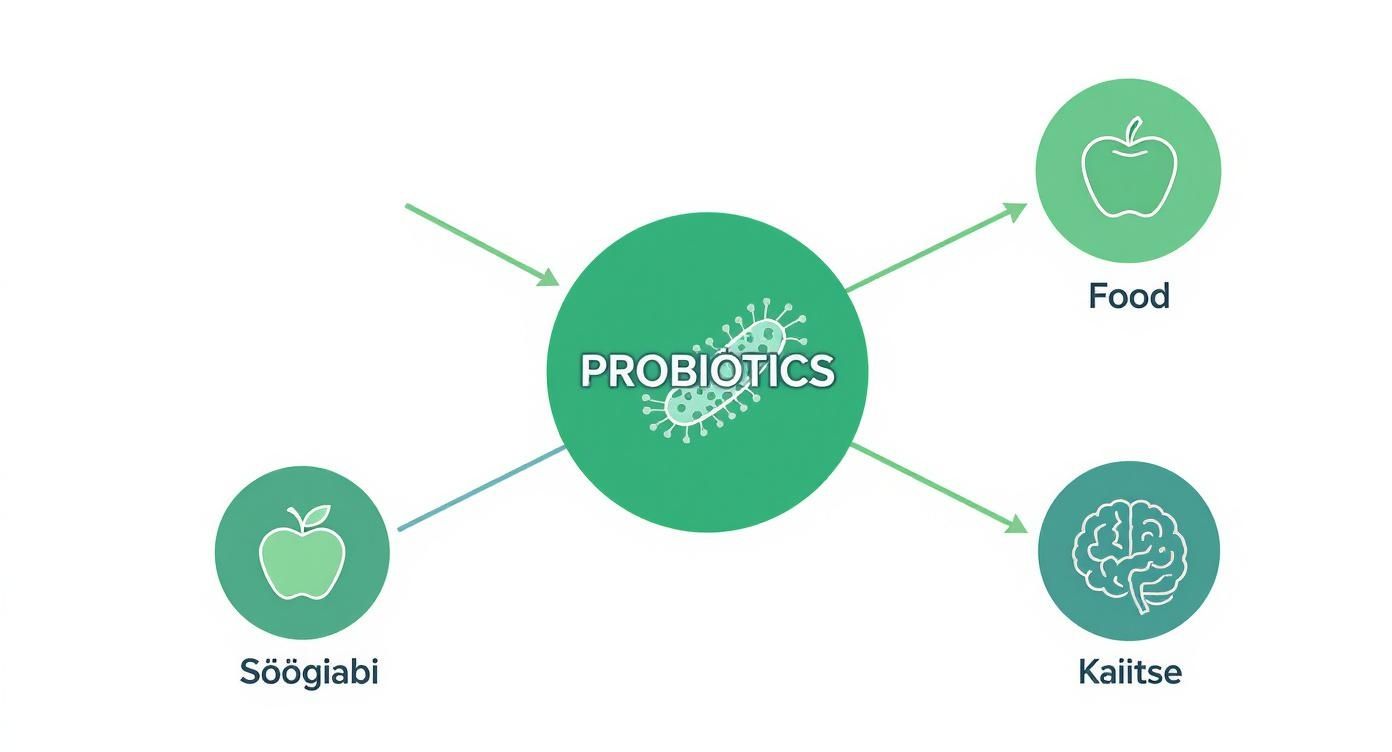 Probiootikumide diagramm näitab seoseid toidu, söögiabi ja kaitset tagava mao-soolekanali süsteemiga