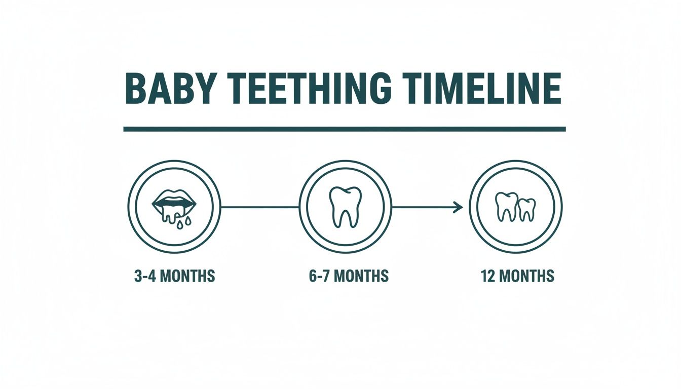 A baby teething timeline illustrating drooling at 3-4 months, a first tooth at 6-7 months, and multiple teeth by 12 months.