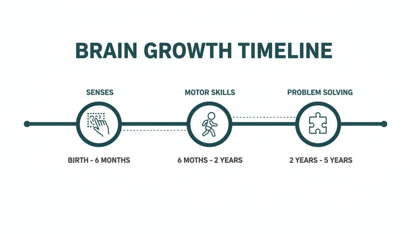 A brain growth timeline showing three stages: Senses (Birth-6 months), Motor Skills (6 months-2 years), and Problem Solving (2-5 years).