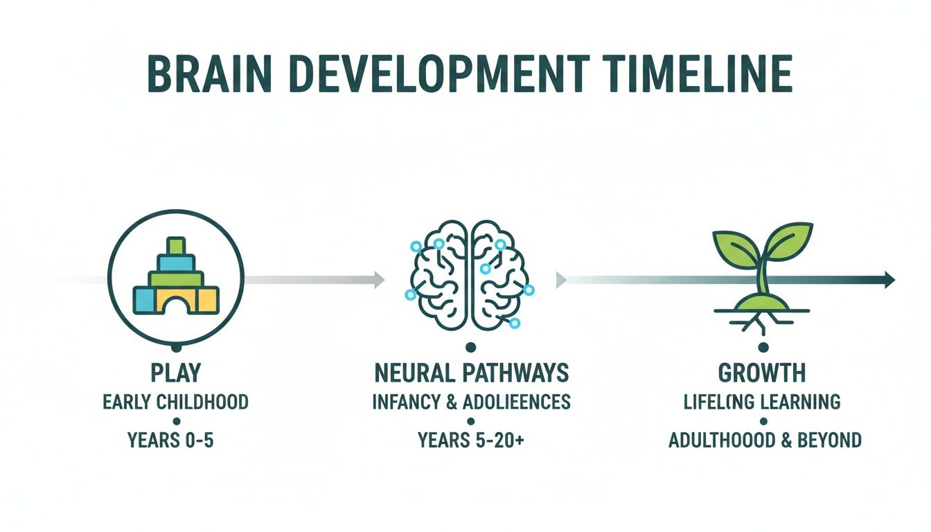 A brain development timeline showing play (0-5 years), neural pathways (5-20+ years), and lifelong growth (adulthood).
