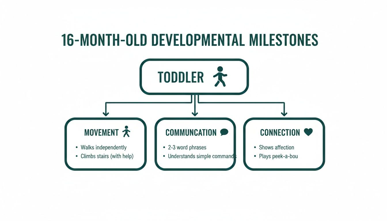 Flowchart detailing 16-month-old developmental milestones for toddlers in movement, communication, and connection.