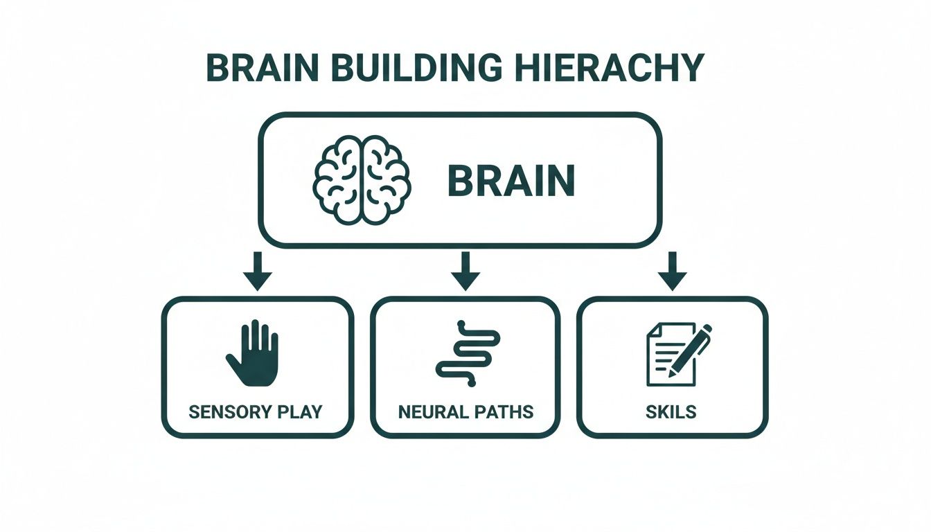 Diagram showing brain building hierarchy: Brain leads to sensory play, neural paths, and skills.
