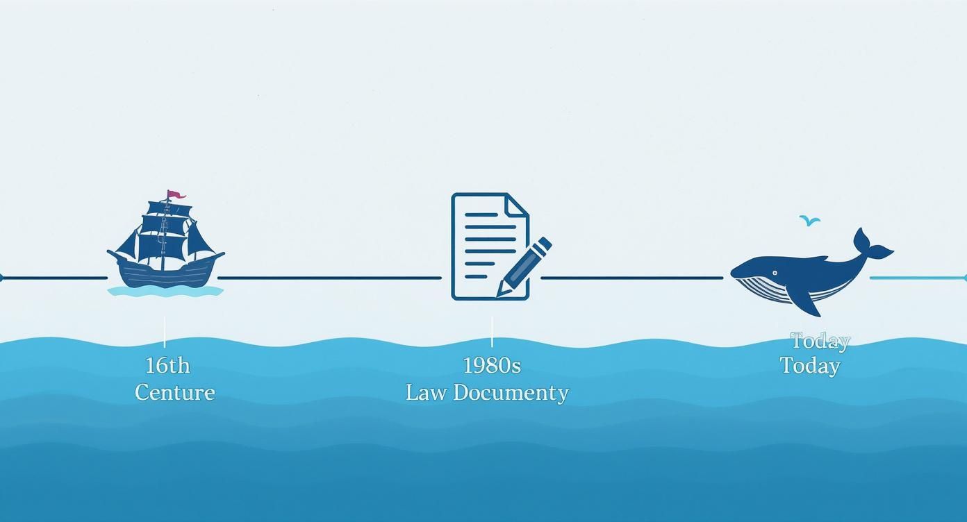Infographic about whale watching algarve