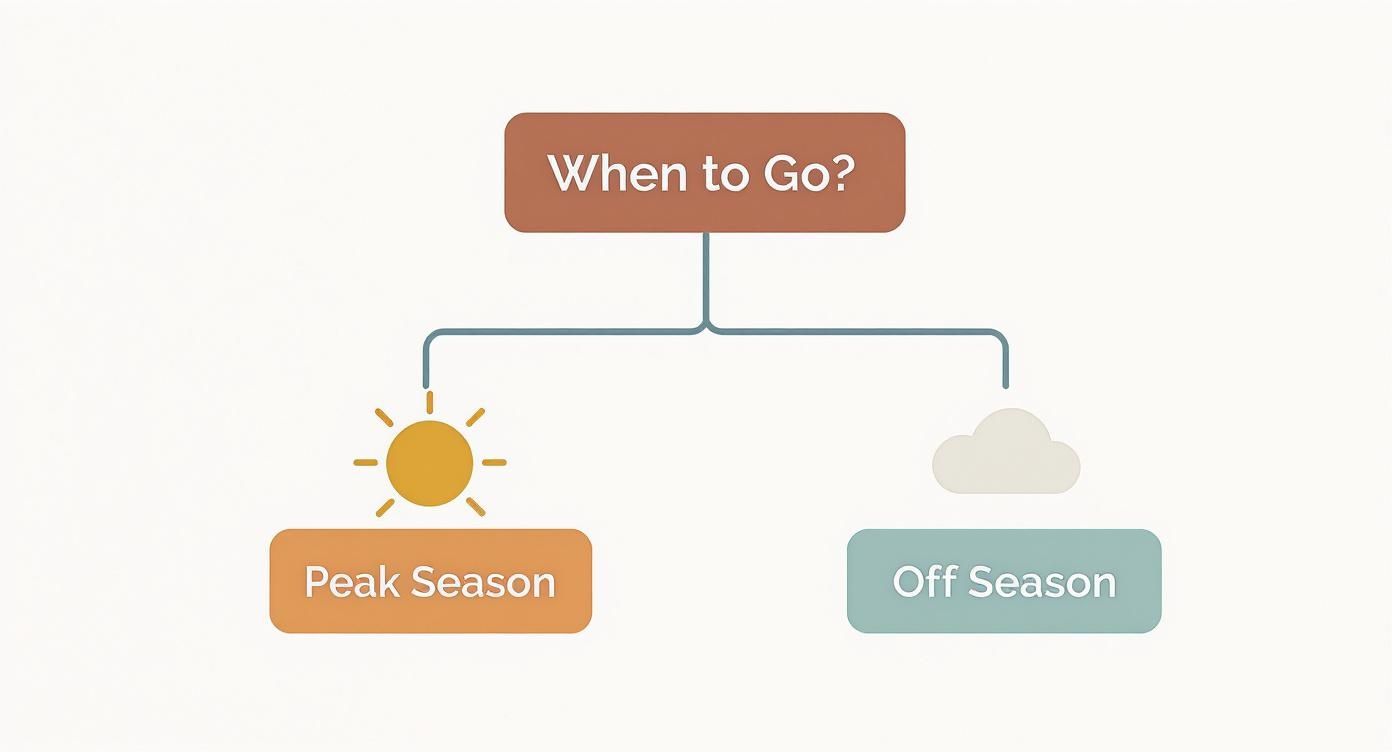Travel planning flowchart showing peak season versus off season decision for dolphin watching trips