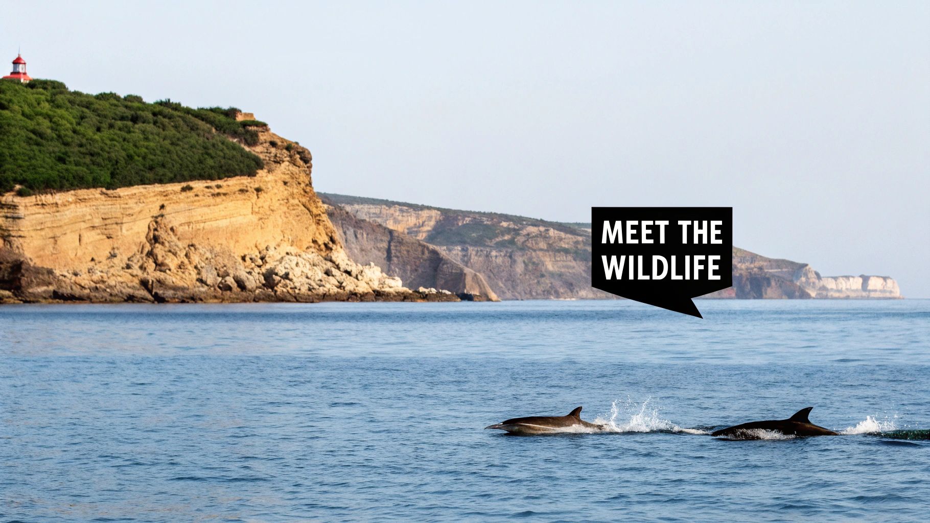 Pod of dolphins leaping in the Algarve waters