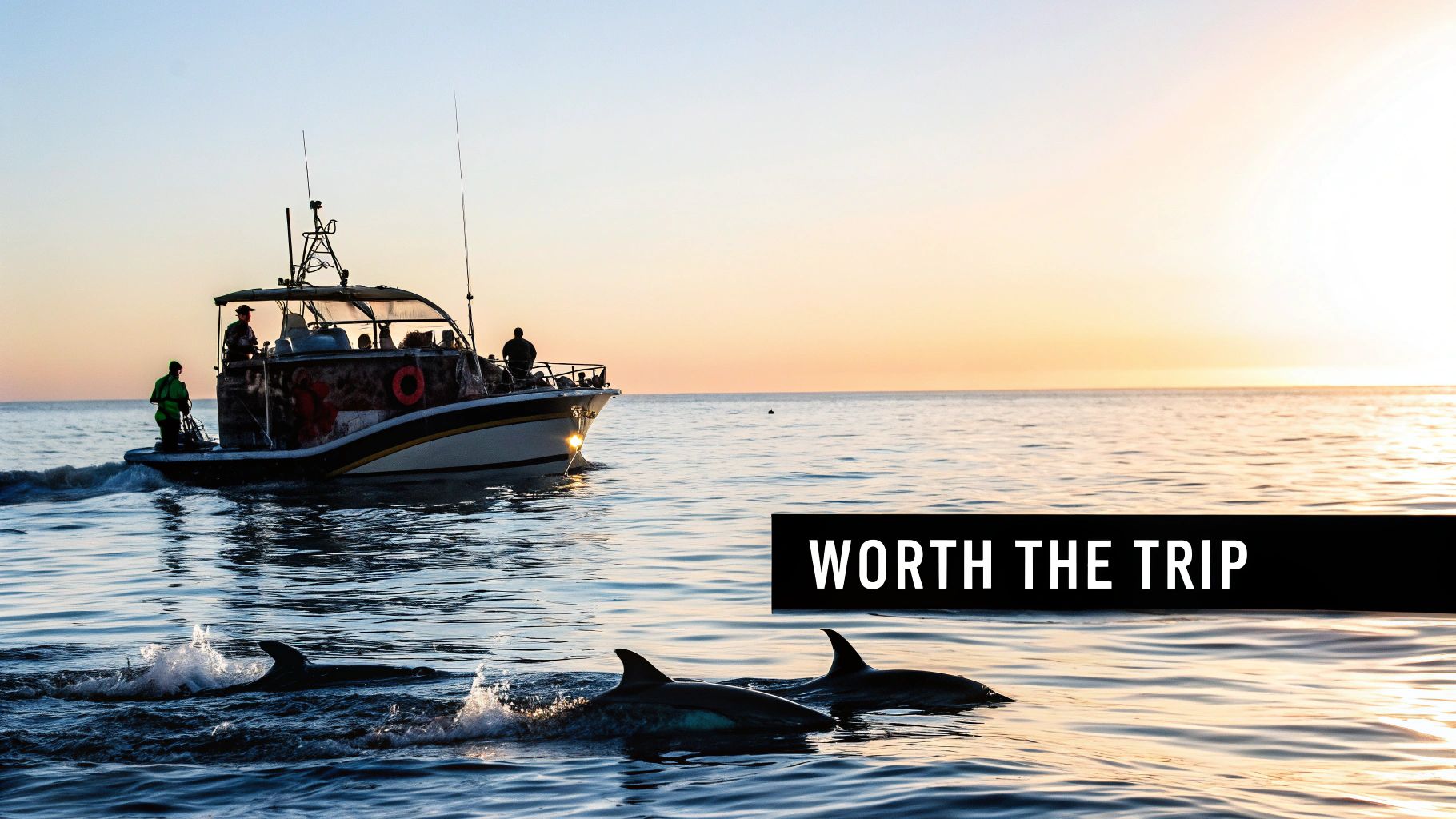 Dolphins swimming alongside tourist boat during sunset dolphin watching tour in Algarve waters