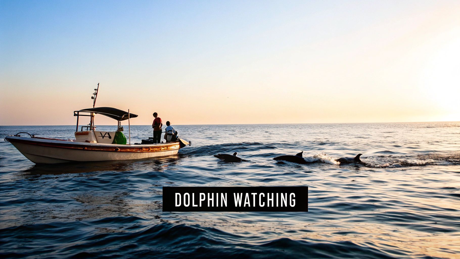 Small boat with tourists observing wild dolphins swimming in calm ocean waters at sunset